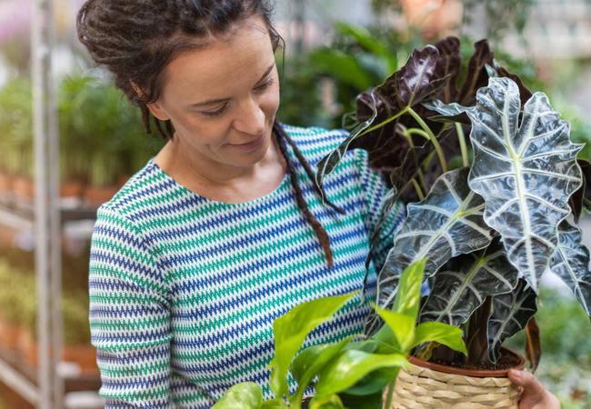 Loja de plantas: como transformar seu hobby verde em renda extra com pouco investimento